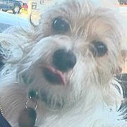 Maxon joined the competition — help win amazing prizes! blurred_background, car_interior, close_up, collar, companion, cute, dog, dog_tag, eyes, face, fur, muzzle, nose, parking_lot, pet, portrait, scruffy, small_dog, tongue_out, whiskers