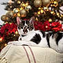 Pickles joined the competition — help win amazing prizes! animal, black_and_white, blanket, cat, christmas_tree, collar, cozy, decor, domestic, feline, festive, golden_baubles, holiday, holiday_decorations, indoor, ornaments, pet, red_poinsettias, relaxed, twinkling_lights