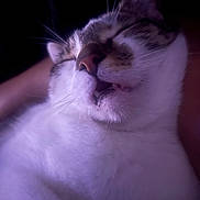 Pickles is registered to the contest to win money with this photo: animal, cat, close_up, cute, dark_background, domestic_cat, face, fang, feline, fur, mouth, nose, pet, portrait, purple_light, relaxation, sleeping, soft_light, whiskers