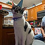 appliance, black_spots, casual_clothing, cat, celebration, collar, countertop, curious, decor, domestic_animal, glassware, indoor, kitchen, party_hat, person_partial, stool, towel, white_fur, window, wooden_cabinets
