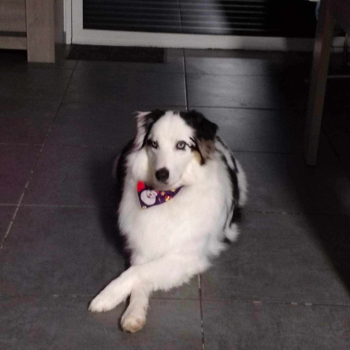 Tomy a rejoint le concours — aidez-le/la à gagner de superbes lots ! animal, bandana, black_fur, blinds, blue_eyes, brown_fur, calm, cozy, crossed_paws, dog, door, floor, furniture, indoor, medium_fur, pet, resting, shadow, tile_floor, white_fur