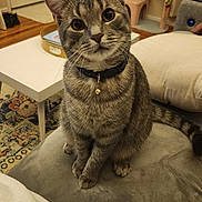 Stormy joined the competition — help win amazing prizes! cat, tabby, pet, indoor, collar, bell, cushion, furniture, curious, cute, living_room, carpet, table, cat_tree, window, home, soft_lighting, whiskers, ears, tail