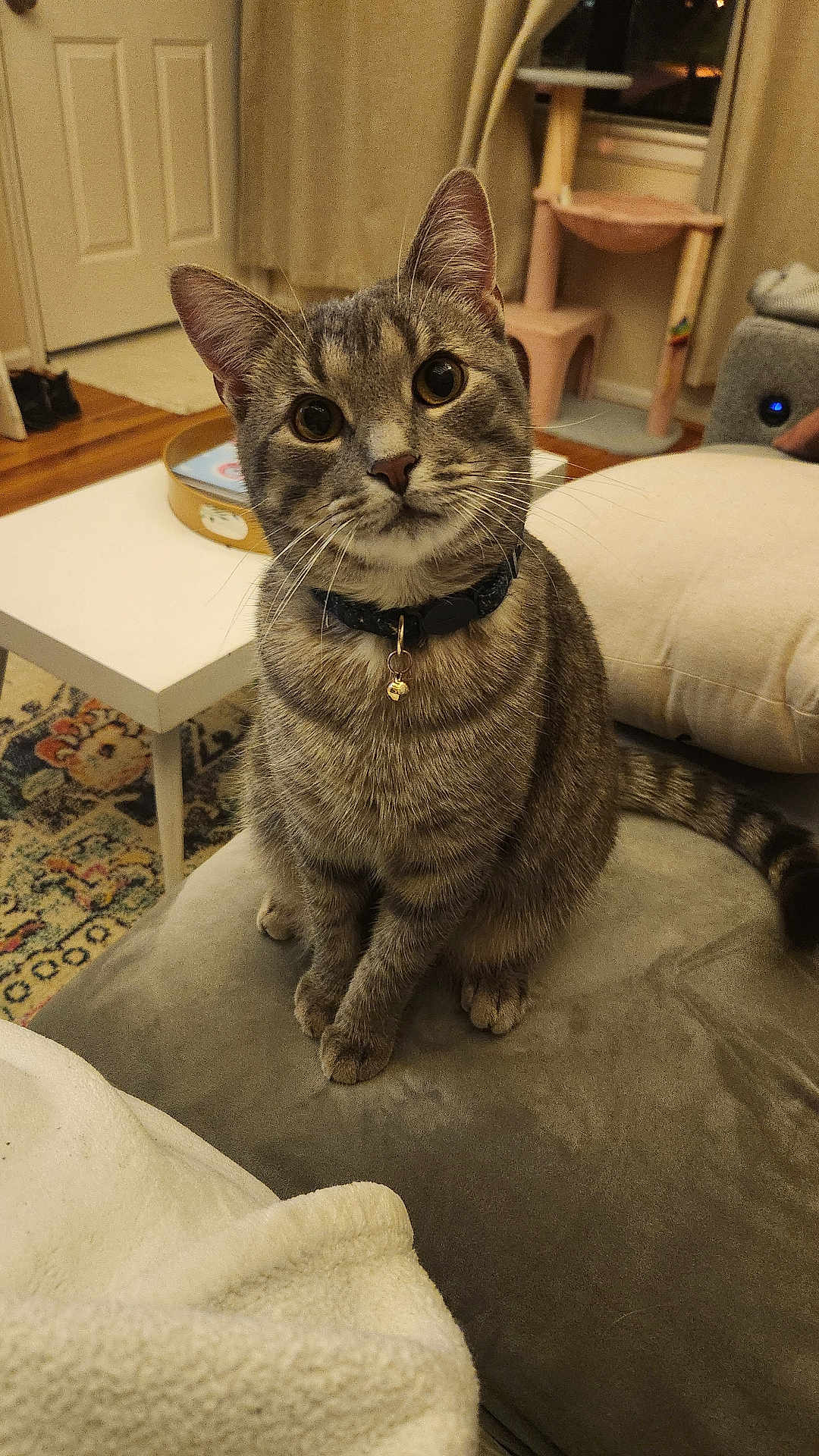 Stormy joined the competition — help win amazing prizes! cat, tabby, pet, indoor, collar, bell, cushion, furniture, curious, cute, living_room, carpet, table, cat_tree, window, home, soft_lighting, whiskers, ears, tail