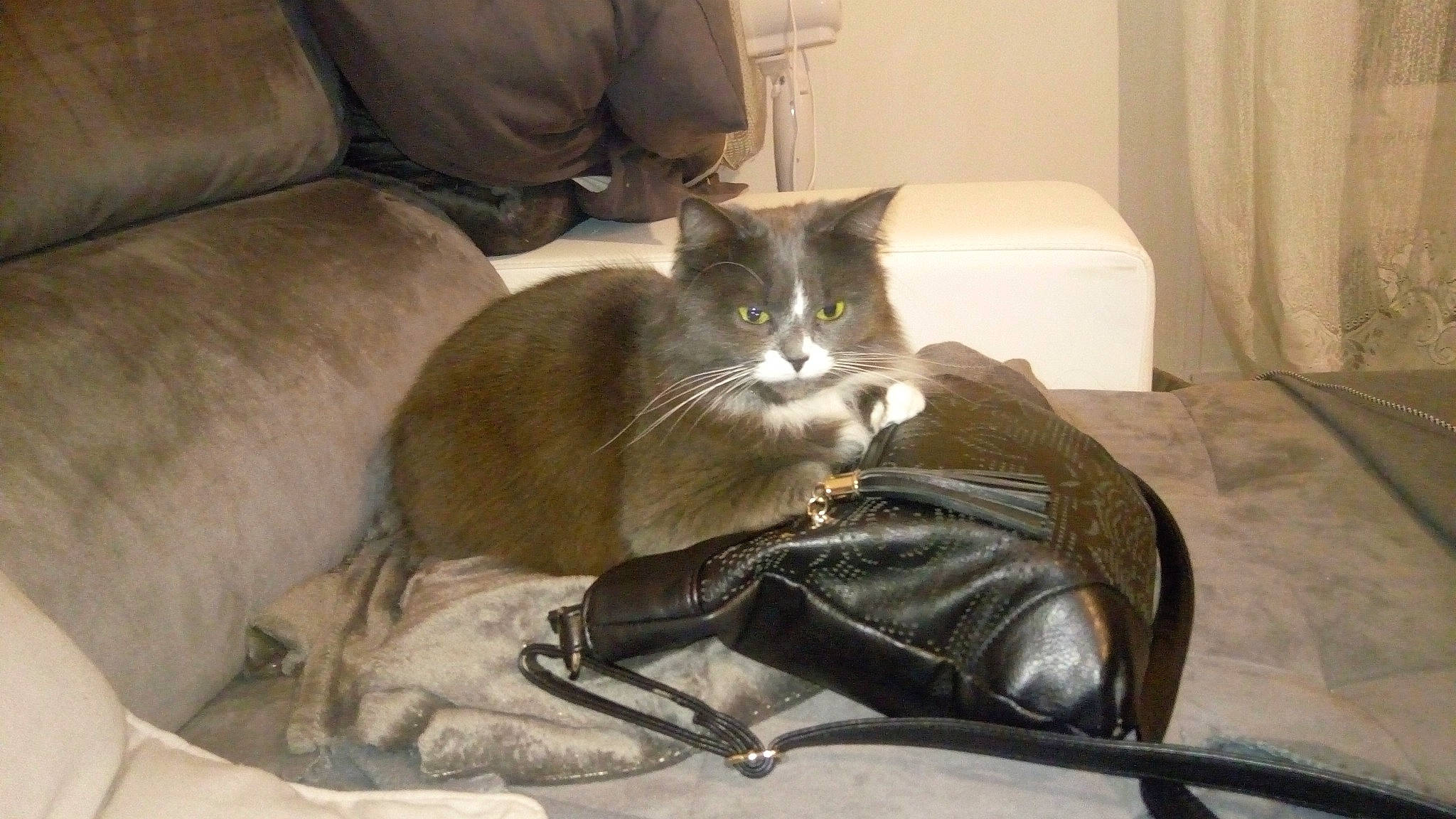 Lova a rejoint le concours — aidez-le/la à gagner de superbes lots ! carnivore, cat, domestic_short_haired_cat, felidae, mammal, russian_blue, small_to_medium_sized_cats, whiskers