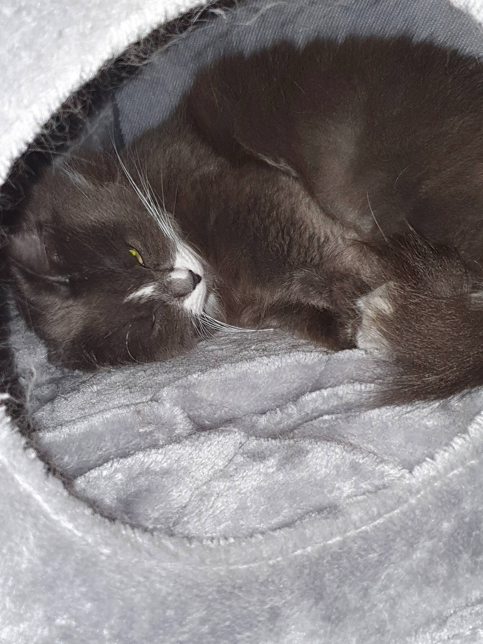 Lova participe au concours pour gagner de l'argent avec cette photo : black_and_white, black_cat, british_longhair, british_shorthair, carnivore, cat, chartreux, domestic_short_haired_cat, eye, felidae, fur, kitten, korat, nebelung, small_to_medium_sized_cats, snout, tail, whiskers