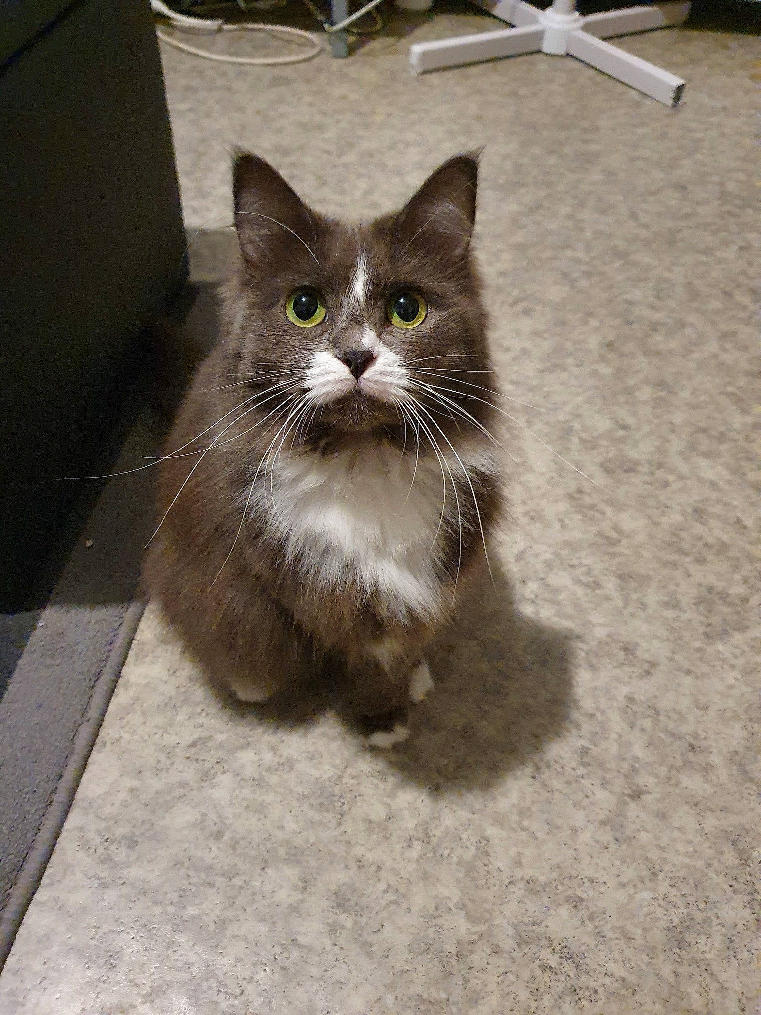 Lova participe au concours pour gagner de l'argent avec cette photo : asian_semi_longhair, british_semi_longhair, carnivore, cat, domestic_long_haired_cat, domestic_short_haired_cat, european_shorthair, eye, fawn, felidae, kitten, maine_coon, mammal, norwegian_forest_cat, persian, ragamuffin, small_to_medium_sized_cats, snout, vertebrate, whiskers