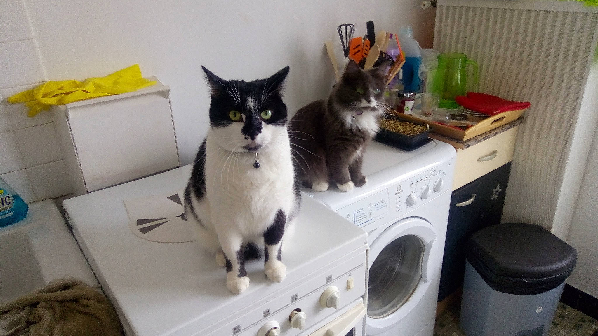 Loly participe au concours pour gagner de l'argent avec cette photo : carnivore, cat, clothes_dryer, domestic_short_haired_cat, european_shorthair, felidae, kitten, major_appliance, polydactyl_cat, room, small_to_medium_sized_cats, washing_machine, whiskers