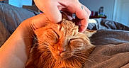 Catalina joined the competition — help win amazing prizes! cat, ginger_cat, pet, animal, hand, tattoo, scratching, relaxation, cozy, indoor, blanket, fur, whiskers, sleepy, comfort, close_up, bedroom, resting, content, soft_lighting