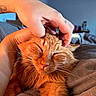 cat, ginger_cat, pet, animal, hand, tattoo, scratching, relaxation, cozy, indoor, blanket, fur, whiskers, sleepy, comfort, close_up, bedroom, resting, content, soft_lighting