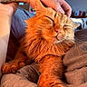 Catalina is registered to the contest to win money with this photo: cat, orange_cat, pet, animal, feline, sleeping, relaxed, hand, human, cozy, blanket, fur, whiskers, indoor, comfort, resting, closeup, warm_light, paw, bed