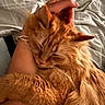 Catalina joined the competition — help win amazing prizes! cat, ginger_cat, pet, animal, feline, snuggling, cozy, bed, blanket, human_arm, relaxation, fur, whiskers, sleepy, comfort, domestic_animal, warm, indoor, closeup, cuddle