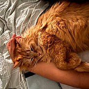 Catalina joined the competition — help win amazing prizes! cat, ginger_cat, fluffy, sleeping, resting, bed, blanket, human_hand, arm, cozy, indoor, pet, feline, fur, comfort, relaxation, close_up, domestic_animal, white_bedspread, nap