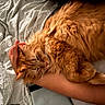 cat, ginger_cat, fluffy, sleeping, resting, bed, blanket, human_hand, arm, cozy, indoor, pet, feline, fur, comfort, relaxation, close_up, domestic_animal, white_bedspread, nap