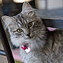 animal, cat, closeup, collar, curious, cute, domestic_cat, feline, fluffy, gray_cat, heart_tag, indoor, looking, metal_chair, pet, portrait, soft_light, tabby, whiskers, young_cat
