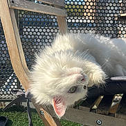 Princesse a rejoint le concours — aidez-le/la à gagner de superbes lots ! cat, white_cat, fluffy_cat, green_eyes, wooden_chair, folding_chair, balcony, perforated_metal, railing, artificial_grass, outdoor, sunlight, relaxed, lounging, closeup, pet, furry, whiskers, cushion, daytime