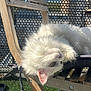 cat, white_cat, fluffy_cat, green_eyes, wooden_chair, folding_chair, balcony, perforated_metal, railing, artificial_grass, outdoor, sunlight, relaxed, lounging, closeup, pet, furry, whiskers, cushion, daytime