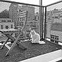 Princesse participe au concours pour gagner de l'argent avec cette photo : cat, white_cat, long_hair, balcony, folding_chair, metal_railing, perforated_panel, artificial_grass, urban, building, window, sitting, portrait, fur, fluffy, outdoor, monochrome, black_and_white, furniture, pet