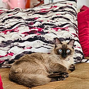Mira participe au concours pour gagner de l'argent avec cette photo : cat, siamese_cat, blue_eyes, pet, animal, indoor, cushion, patterned_pillow, quilted_surface, plant, flower, decor, cozy, relaxed, fur, mammal, portrait, feline, home, resting