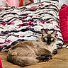cat, siamese_cat, blue_eyes, pet, animal, indoor, cushion, patterned_pillow, quilted_surface, plant, flower, decor, cozy, relaxed, fur, mammal, portrait, feline, home, resting