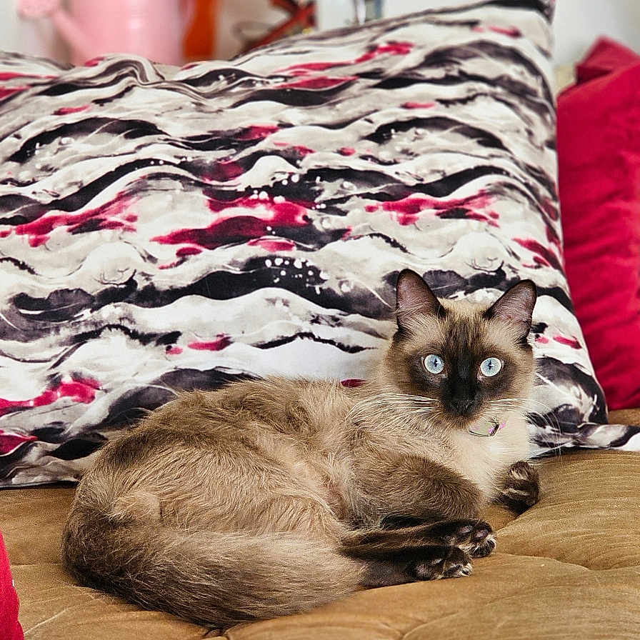 Mira participe au concours pour gagner de l'argent avec cette photo : cat, siamese_cat, blue_eyes, pet, animal, indoor, cushion, patterned_pillow, quilted_surface, plant, flower, decor, cozy, relaxed, fur, mammal, portrait, feline, home, resting