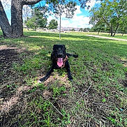 Roscoe is registered to the contest to win money with this photo: animal, black_dog, canine, clouds, daytime, dog, grass, happy_dog, leaves, nature, outdoor, park, pathway, plants, residential_area, shadows, sky, sunny_day, tongue_out, tree