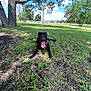 animal, black_dog, canine, clouds, daytime, dog, grass, happy_dog, leaves, nature, outdoor, park, pathway, plants, residential_area, shadows, sky, sunny_day, tongue_out, tree