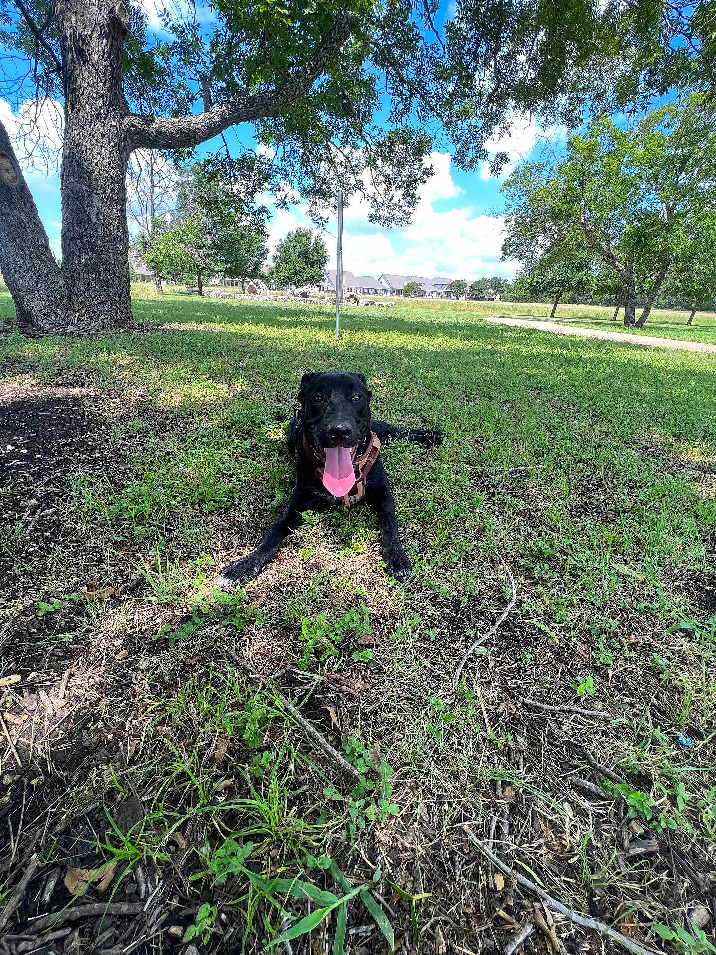Roscoe