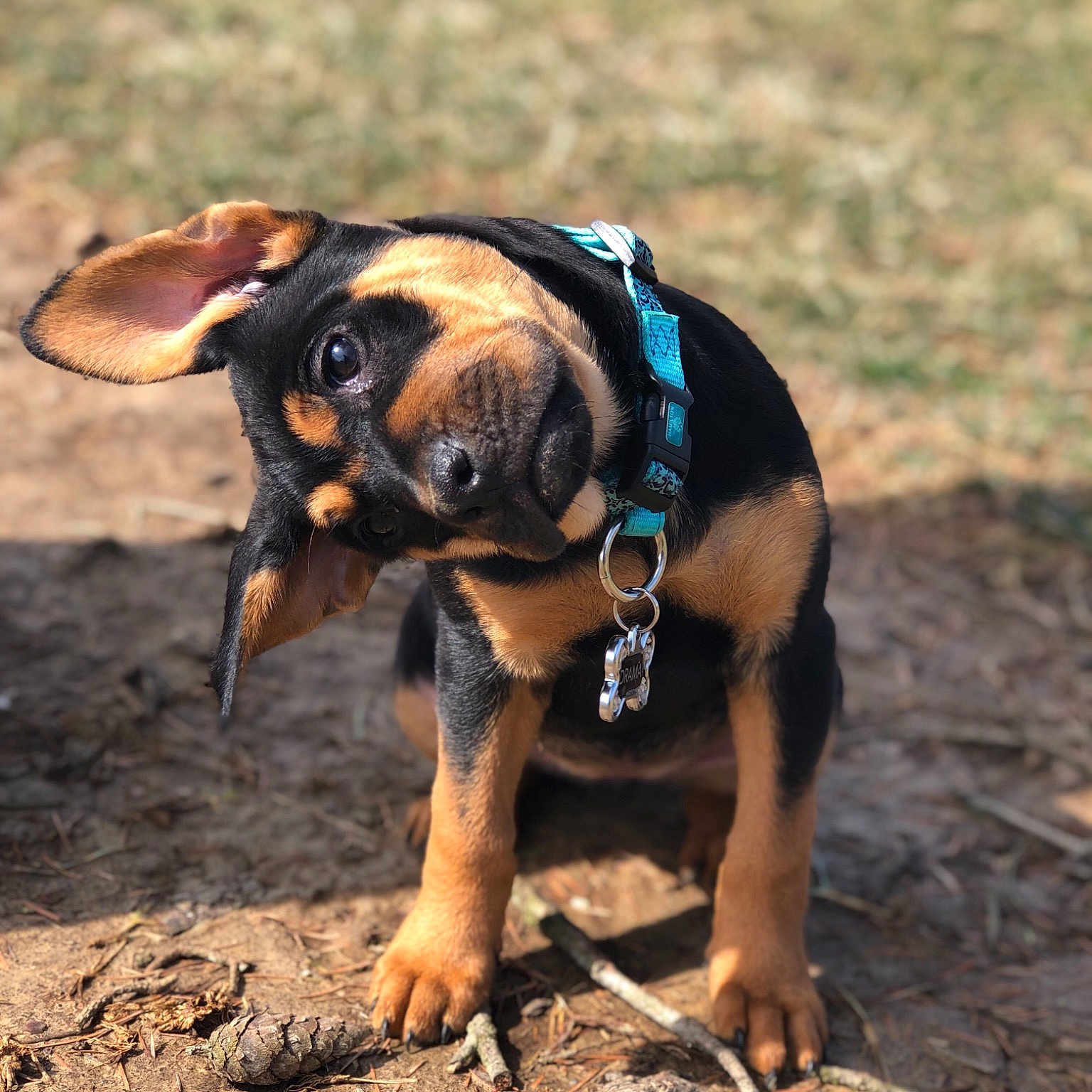 Drama joined the competition — help win amazing prizes! canidae, carlin_pinscher, carnivore, collar, dog, dog_breed, dog_collar, fawn, hunting_dog, leash, mammal, puppy, snout, soil, sporting_group, vertebrate