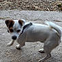 dog, white, brown_patches, small_dog, outdoor, concrete, dry_leaves, twigs, animal, pet, playing, motion_blur, fur, tail, four_legs, collar, ground, nature, daylight, canine