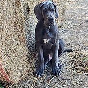 Ary a rejoint le concours — aidez-le/la à gagner de superbes lots ! great_dane, puppy, dog, hay_bales, dirt_path, farm, animal, outdoor, young_dog, black_dog, white_marking, sitting, ears, fur, canine, nature, rural, pet, looking_down, quiet