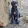 great_dane, puppy, dog, hay_bales, dirt_path, farm, animal, outdoor, young_dog, black_dog, white_marking, sitting, ears, fur, canine, nature, rural, pet, looking_down, quiet