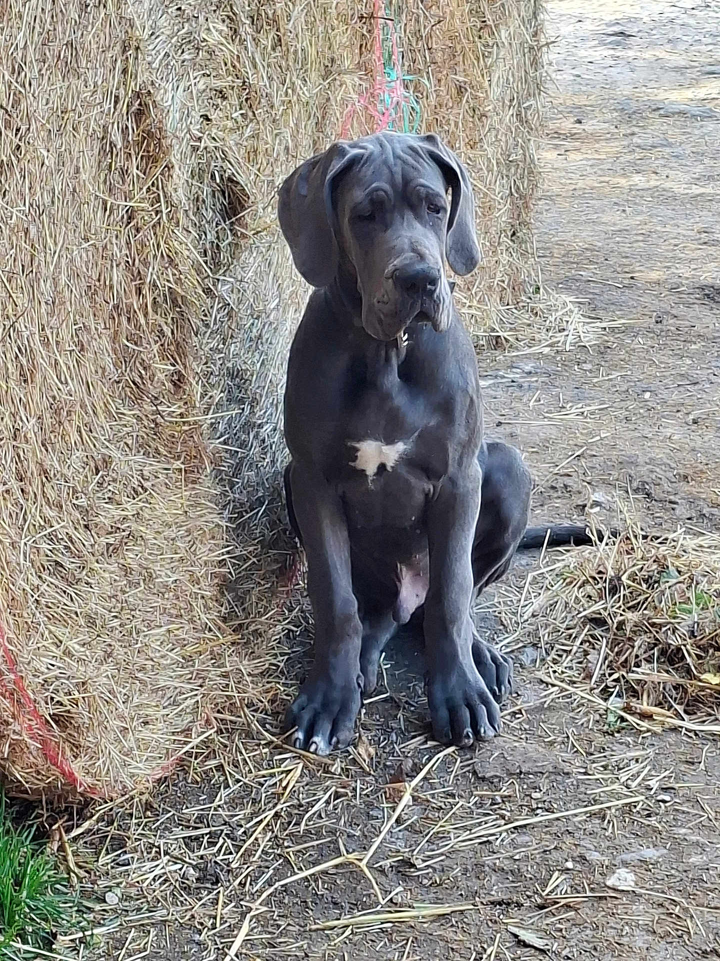 Ary a rejoint le concours — aidez-le/la à gagner de superbes lots ! great_dane, puppy, dog, hay_bales, dirt_path, farm, animal, outdoor, young_dog, black_dog, white_marking, sitting, ears, fur, canine, nature, rural, pet, looking_down, quiet