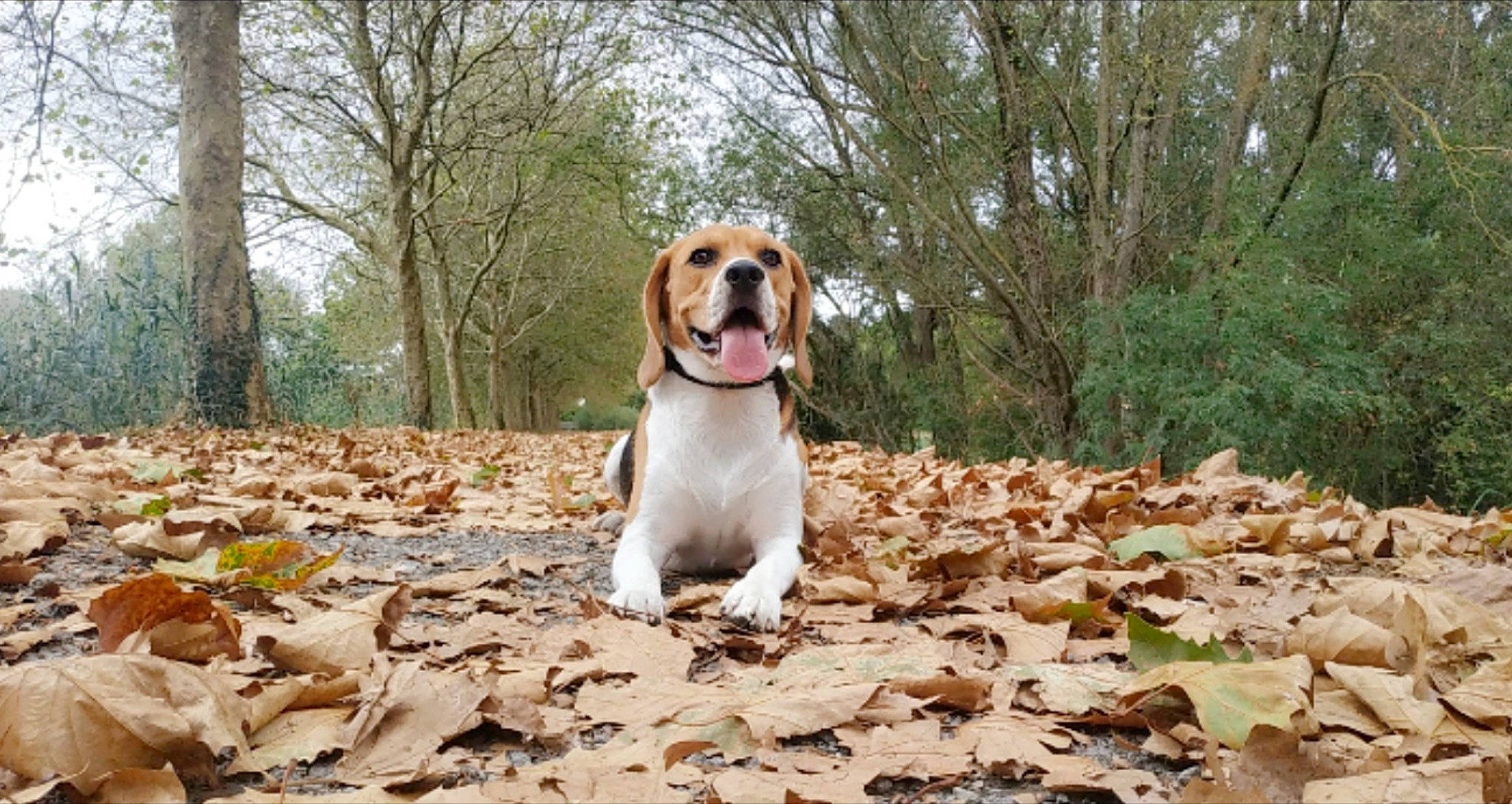 Falco participe au concours pour gagner de l'argent avec cette photo : ball, canidae, carnivore, companion_dog, dog, dog_breed, fawn, forest, grass, gun_dog, hound, landscape, plant, scent_hound, soil, sporting_group, tail, tree, wood, working_dog