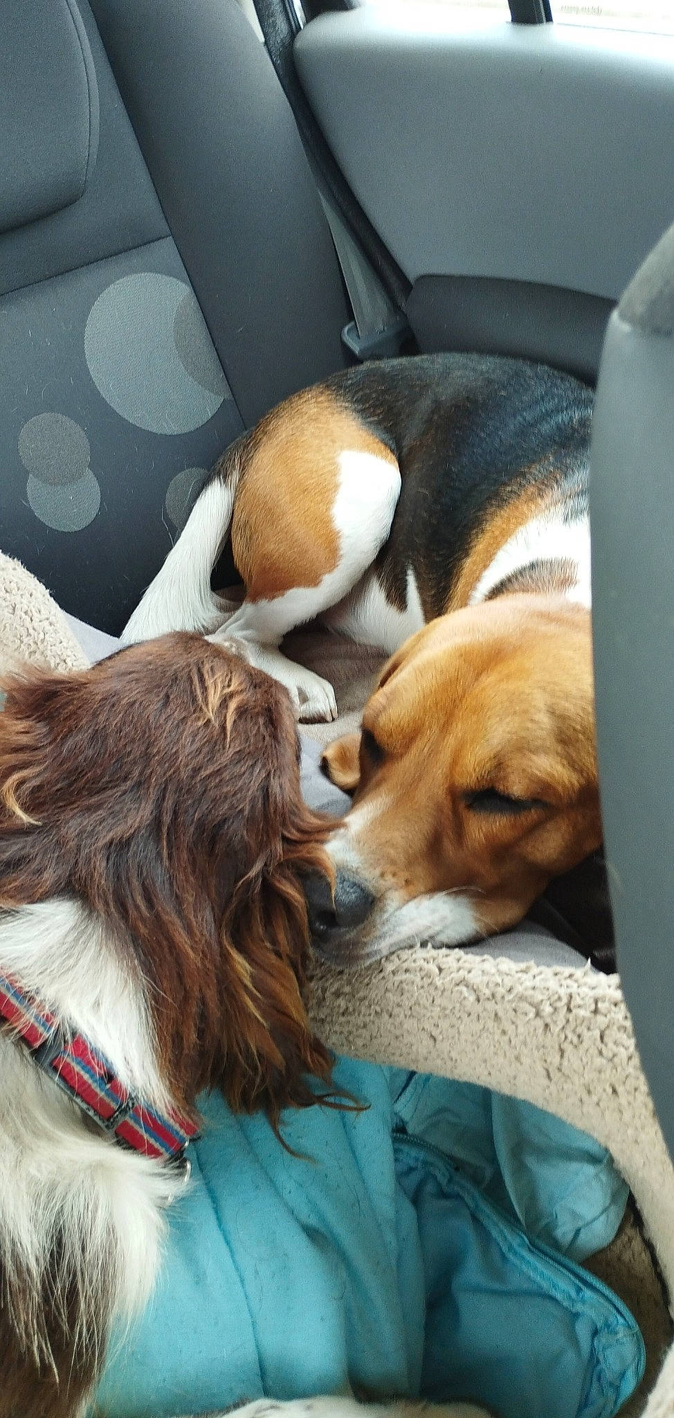 Falco participe au concours pour gagner de l'argent avec cette photo : beaglier, canidae, carnivore, collar, comfort, companion_dog, dog, dog_breed, dog_collar, dog_supply, fawn, fur, hound, liver, mammal, pet_supply, scent_hound, snout, sporting_group, working_animal