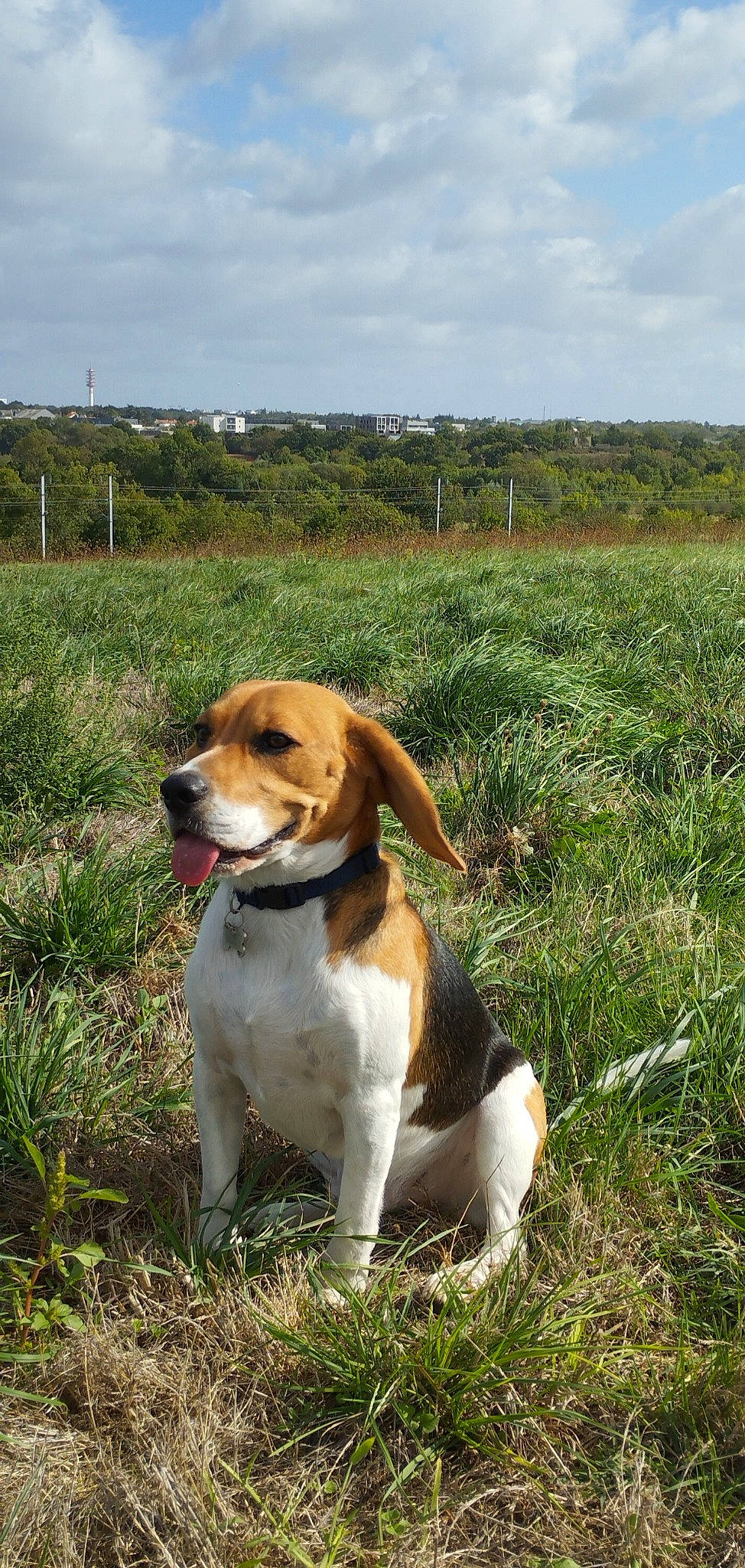 Falco a rejoint le concours — aidez-le/la à gagner de superbes lots ! beaglier, canidae, carnivore, cloud, collar, companion_dog, dog, dog_breed, fawn, grass, grassland, hound, landscape, plant, prairie, scent_hound, sky, snout, sporting_group, tail