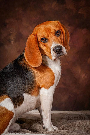 Falco a rejoint le concours — aidez-le/la à gagner de superbes lots ! beaglier, carnivore, companion_dog, dog, dog_breed, fawn, hound, hunting_dog, liver, scent_hound, snout, sporting_group, tail, terrestrial_animal