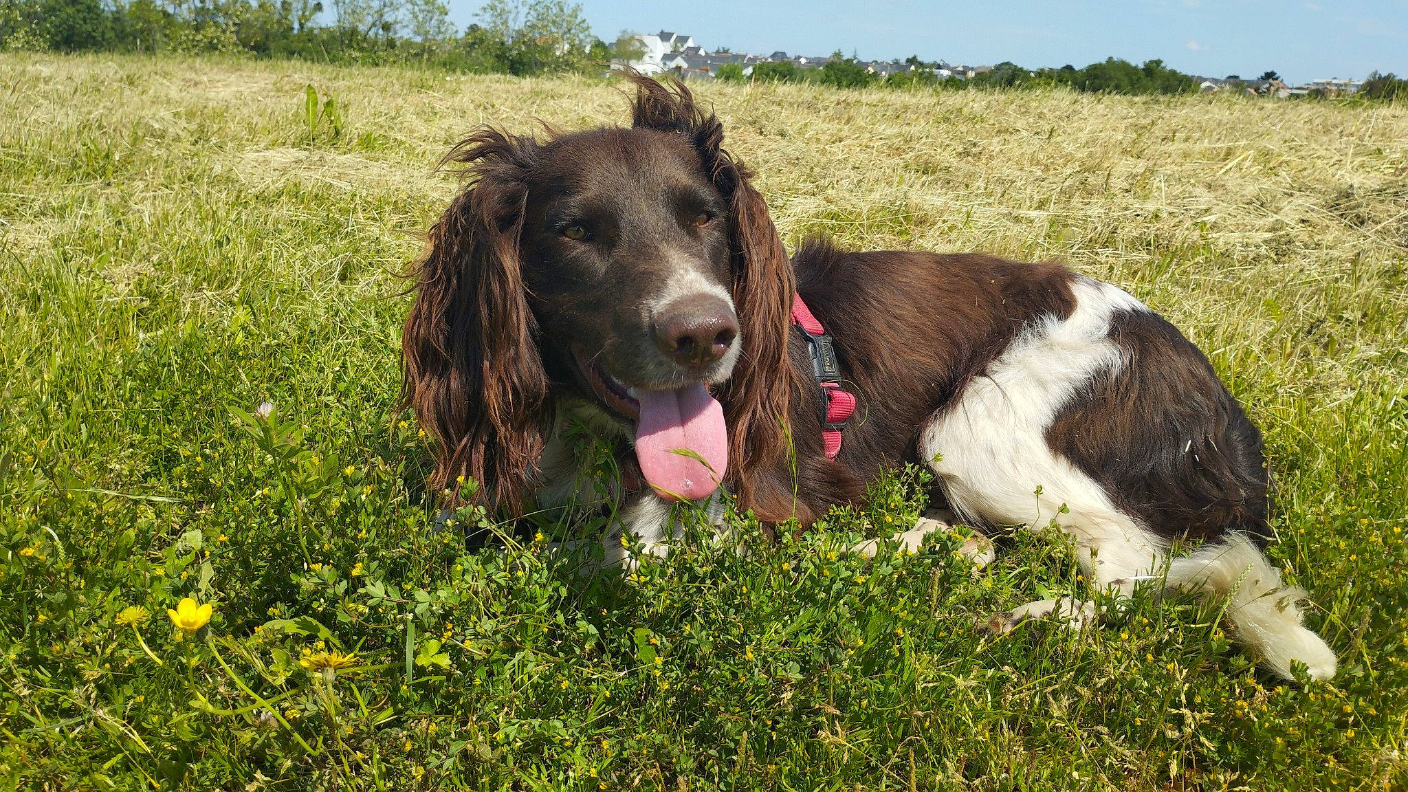Minus participe au concours pour gagner de l'argent avec cette photo : carnivore, collar, companion_dog, dog, dog_breed, dog_collar, flower, grass, grassland, gun_dog, liver, pasture, plant, sky, snout, spaniel, sporting_group, terrestrial_animal, tree, working_animal