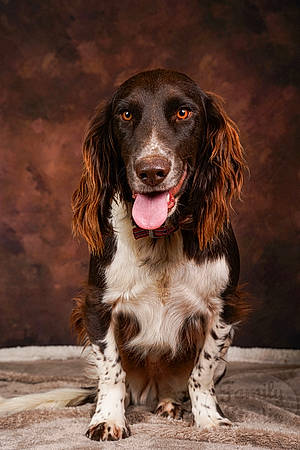 Minus participe au concours pour gagner de l'argent avec cette photo : biting, canidae, carnivore, companion_dog, dog, dog_breed, fur, gun_dog, hunting_dog, liver, snout, sporting_group, working_dog