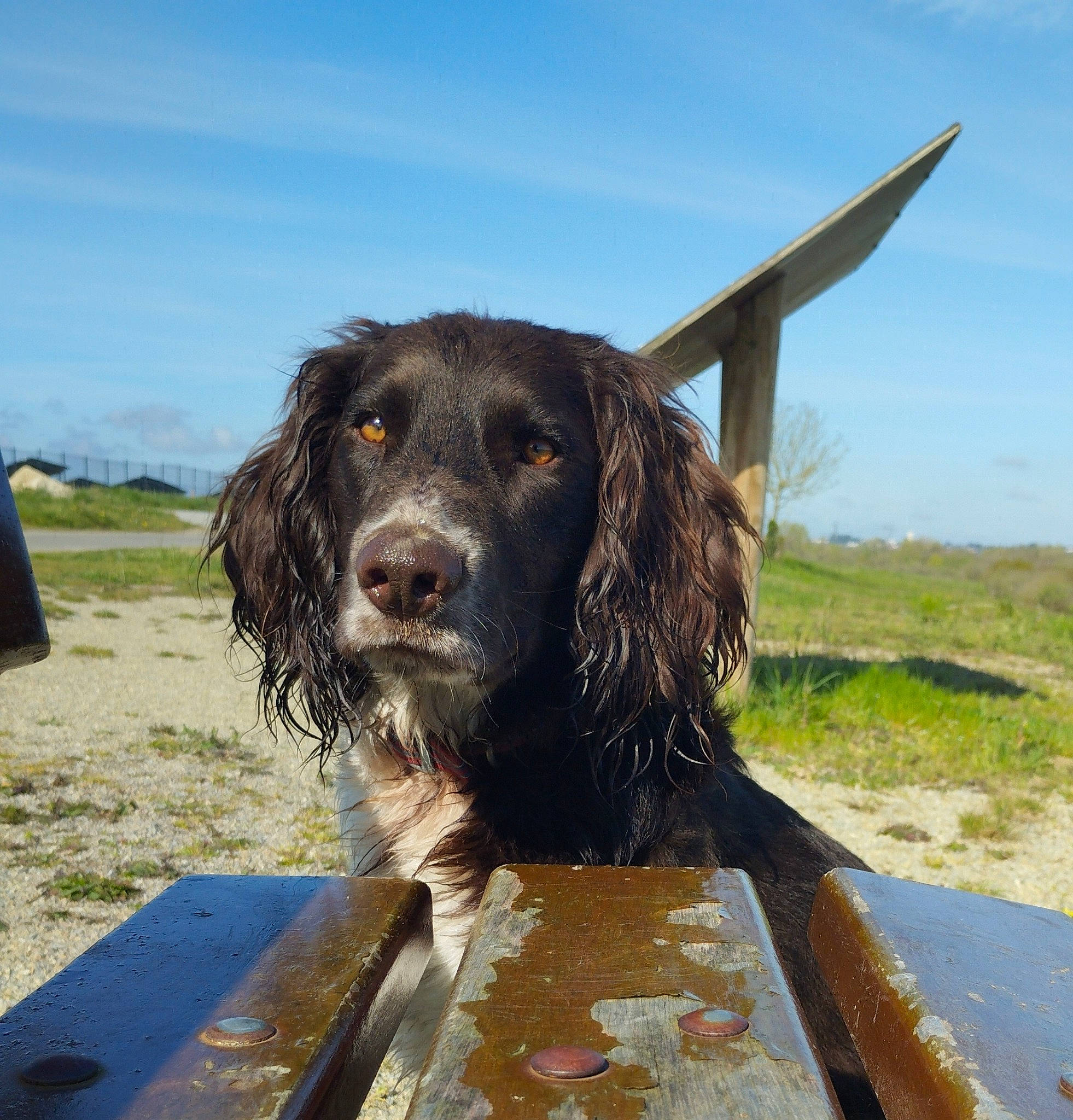 Minus participe au concours pour gagner de l'argent avec cette photo : canidae, carnivore, cloud, companion_dog, dog, dog_breed, fur, gun_dog, hunting_dog, liver, plant, sky, snout, spaniel, sporting_group, working_animal, working_dog