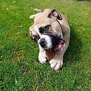 Bulma participe au concours pour gagner de l'argent avec cette photo : dog, bulldog, puppy, grass, outdoor, nature, chewing, pine_cone, pet, animal, canine, playful, cute, young, fur, ears, collar, summer, daylight, tongue