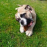 dog, bulldog, puppy, grass, outdoor, nature, chewing, pine_cone, pet, animal, canine, playful, cute, young, fur, ears, collar, summer, daylight, tongue