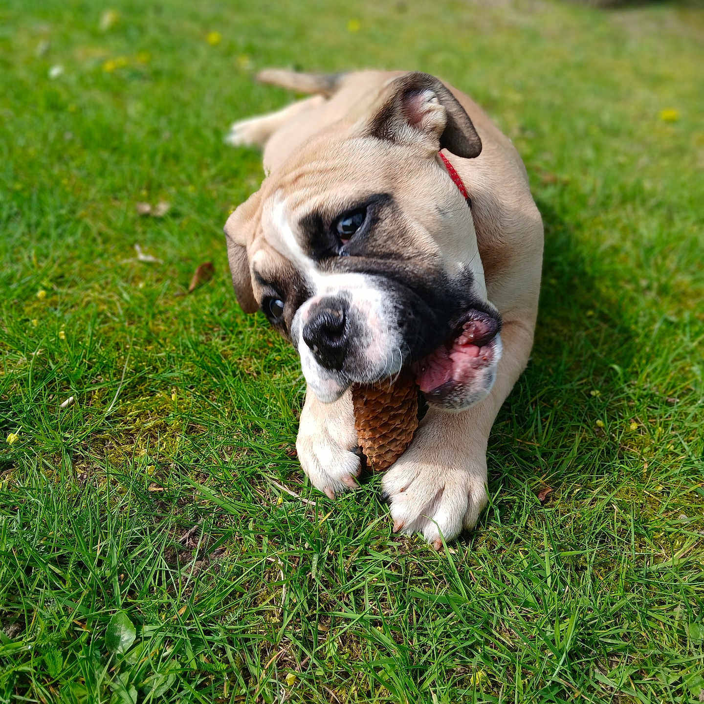 Bulma participe au concours pour gagner de l'argent avec cette photo : dog, bulldog, puppy, grass, outdoor, nature, chewing, pine_cone, pet, animal, canine, playful, cute, young, fur, ears, collar, summer, daylight, tongue