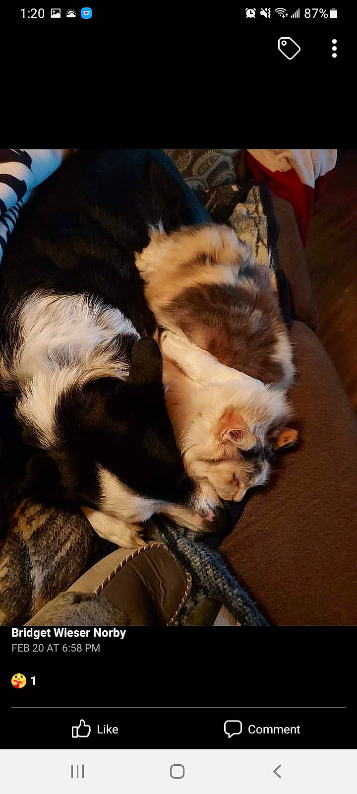 Berkeley is registered to the contest to win money with this photo: canidae, carnivore, cat, claw, comfort, companion_dog, dog_breed, domestic_short_haired_cat, fawn, felidae, fur, linens, mammal, paw, small_to_medium_sized_cats, sporting_group, tail, vertebrate, whiskers, wood