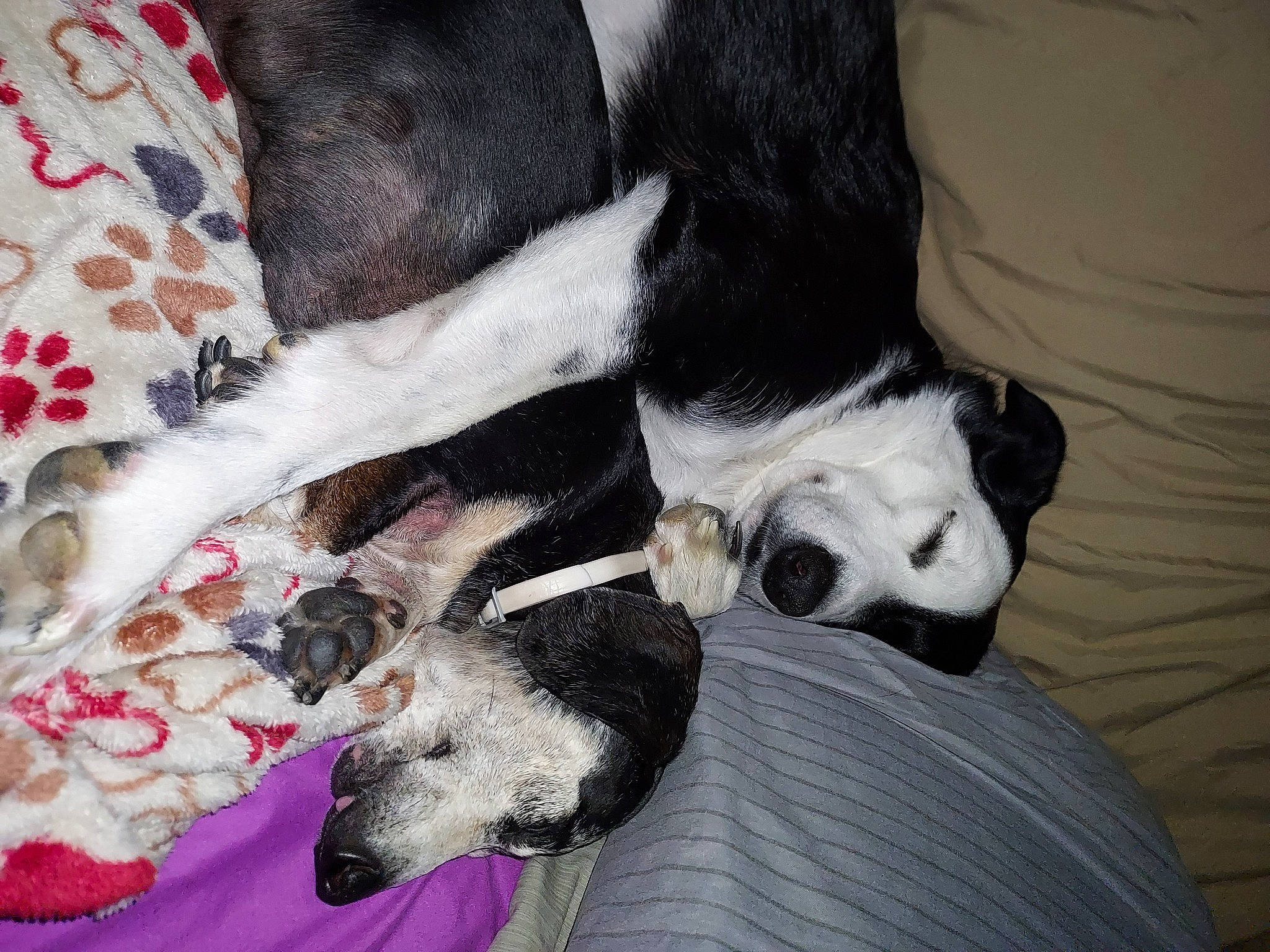 Berkeley is registered to the contest to win money with this photo: canidae, carnivore, comfort, companion_dog, couch, dog, dog_breed, dog_supply, fawn, fur, linens, nap, paw, sighthound, snout, sporting_group, tail, terrestrial_animal, terrier, working_animal