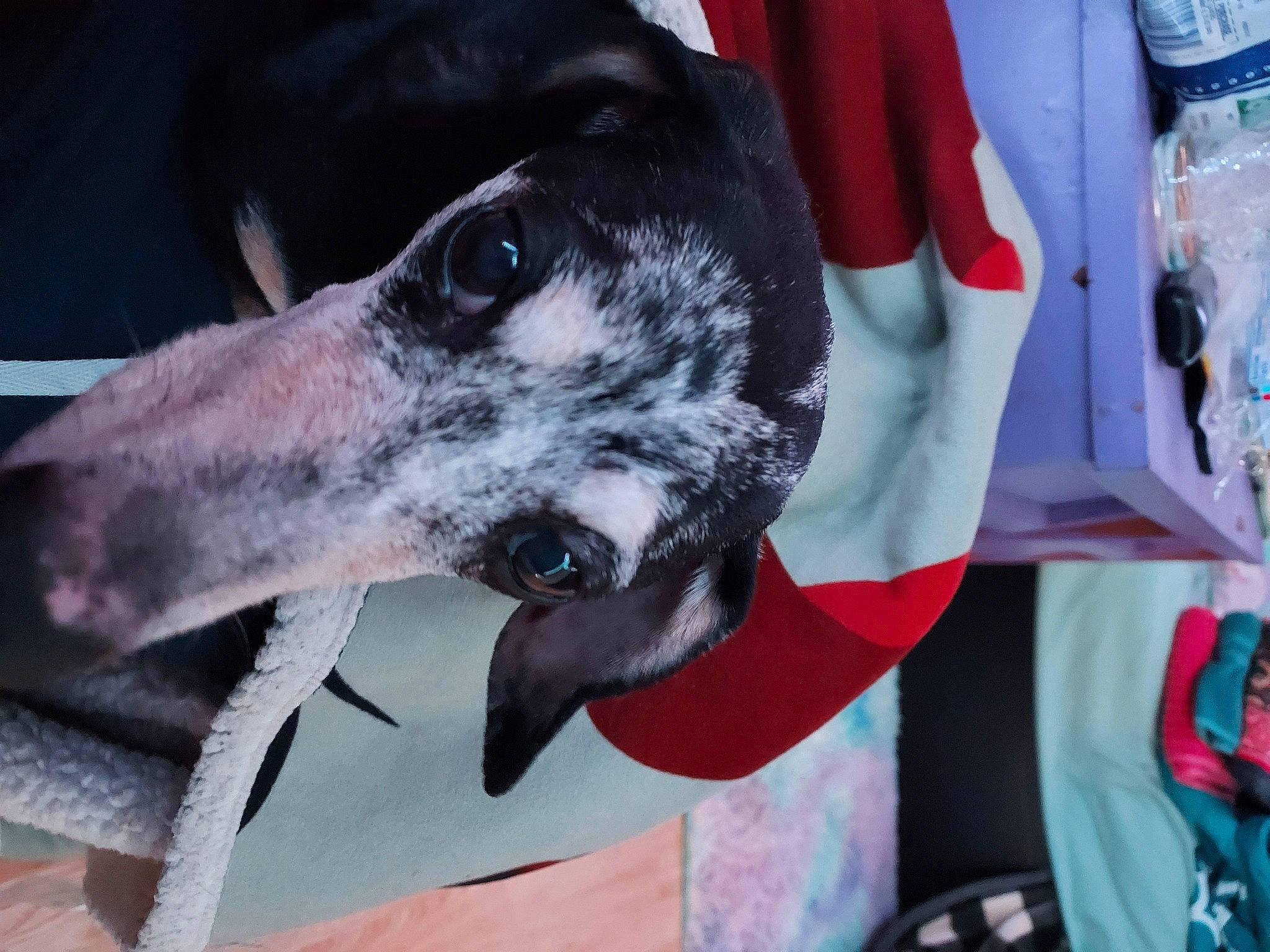 Axel is registered to the contest to win money with this photo: canidae, carmine, carnivore, collar, companion_dog, dalmatian, dog, dog_breed, dog_collar, event, fawn, fur, great_dane, metal, rampur_greyhound, sighthound, snout, sporting_group, whiskers, working_animal