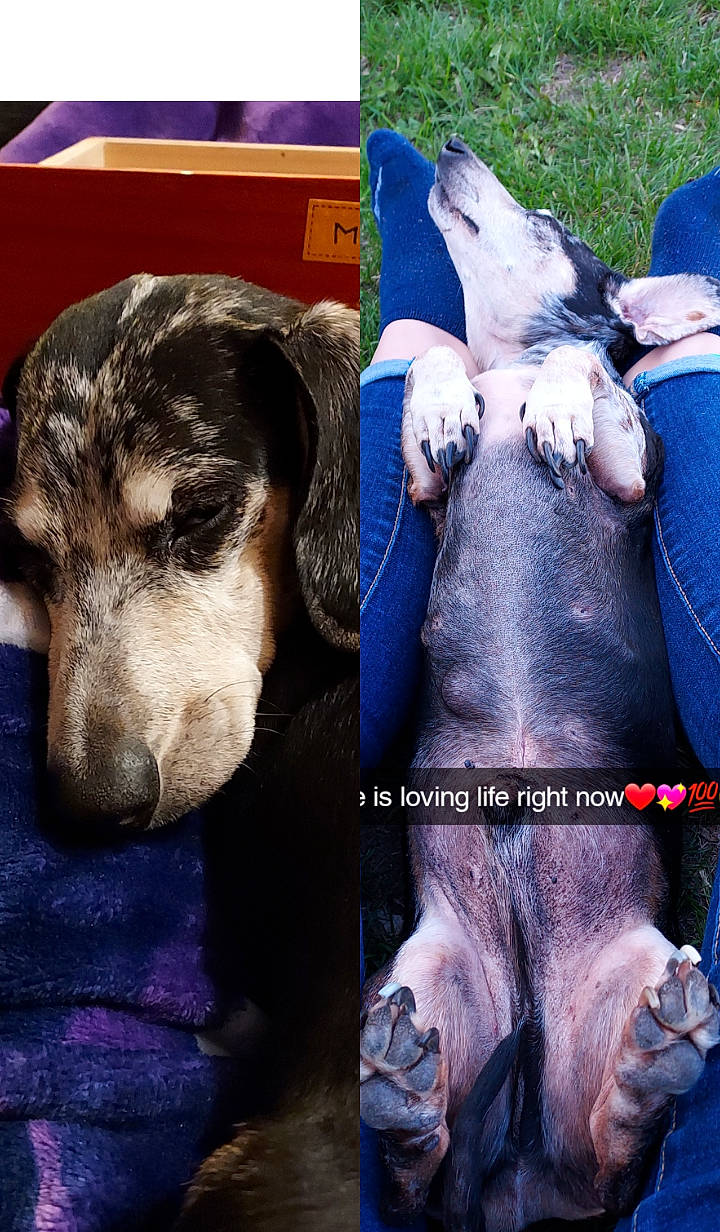 Axel is registered to the contest to win money with this photo: canidae, carnivore, circle, comfort, companion_dog, dog, dog_breed, electric_blue, fawn, fur, gesture, mammal, paw, photo_caption, puppy_love, snout, sporting_group, vertebrate, working_animal, working_dog