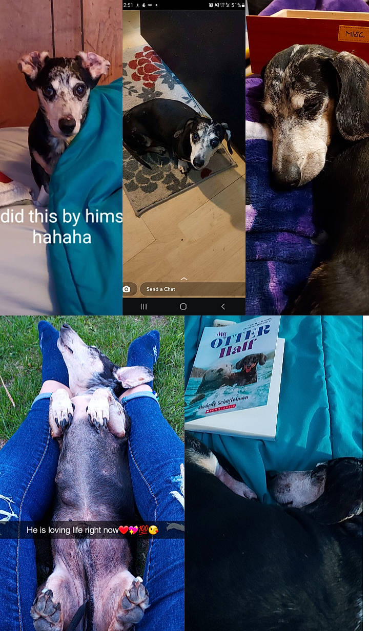 Axel joined the competition — help win amazing prizes! art, blue, carnivore, collar, companion_dog, dog, dog_breed, dog_supply, electric_blue, fawn, gesture, green, mammal, organism, pet_supply, photograph, snout, textile, vertebrate, working_animal