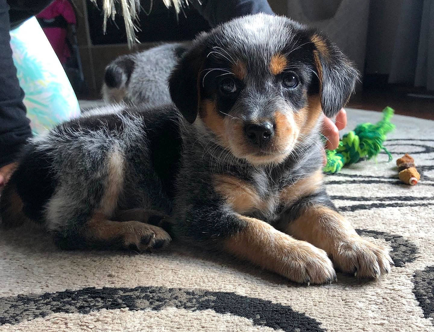 Navy joined the competition — help win amazing prizes! australian_cattle_dog, australian_shepherd, canidae, carnivore, companion_dog, dog, dog_breed, herding_dog, huntaway, koolie, mammal, miniature_australian_shepherd, puppy, rare_breed_dog, snout, sporting_group, street_dog, texas_heeler, vertebrate, working_dog