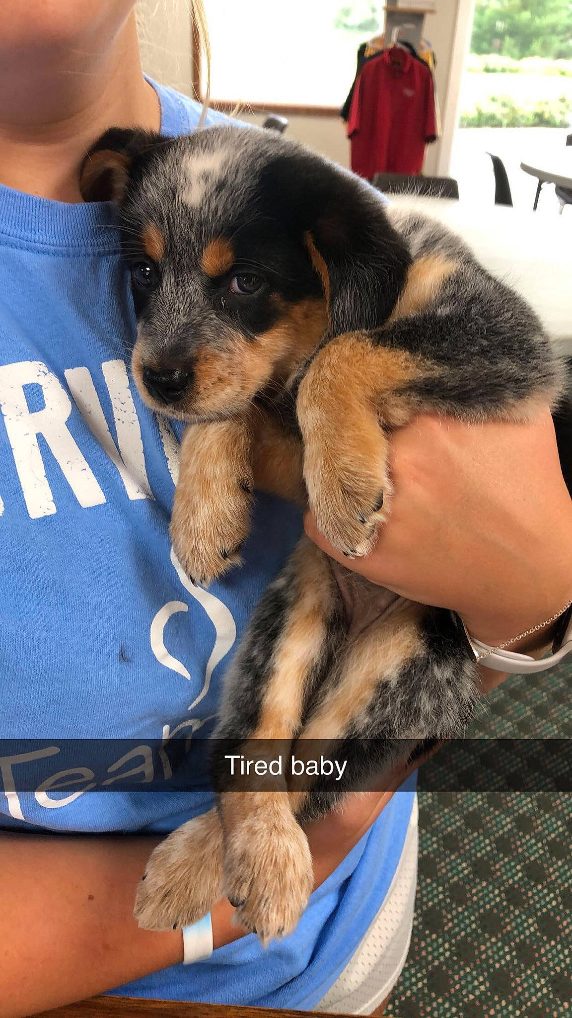 Navy joined the competition — help win amazing prizes! black_and_tan_terrier, border_terrier, canidae, carnivore, companion_dog, dog, dog_breed, huntaway, jagdterrier, paw, puppy, puppy_love