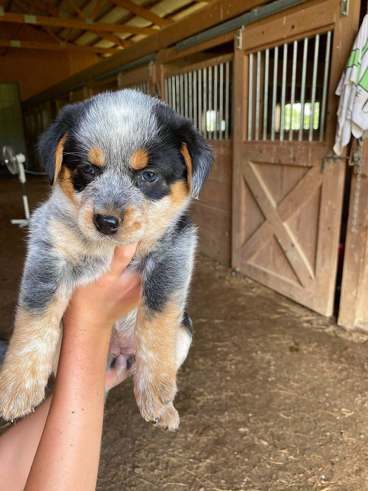 Navy is registered to the contest to win money with this photo: australian_cattle_dog, canidae, carnivore, companion_dog, dog, dog_breed, mammal, puppy, rare_breed_dog, snout, texas_heeler, vertebrate, working_dog